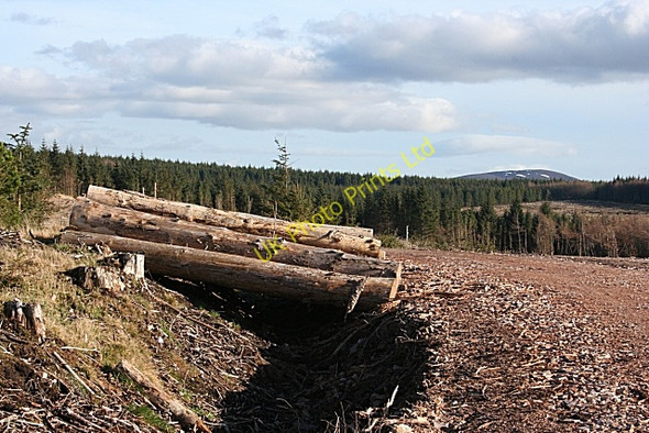 Photo 6"x4" Old Fir Hill Old Fir Hill c2007 P1