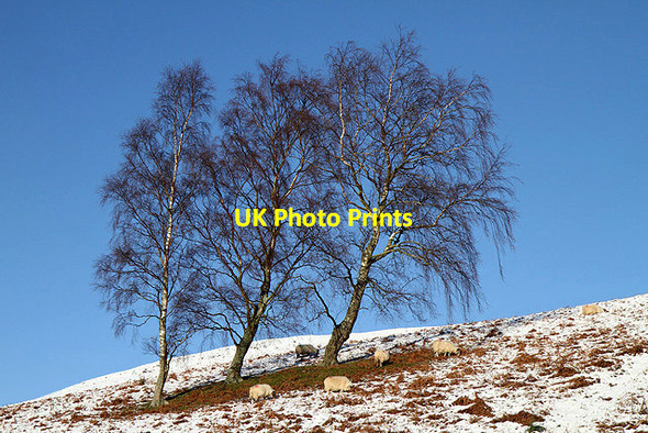 Photo 6"x4" Silver Birches and sheep on Peat Law Yair c2011