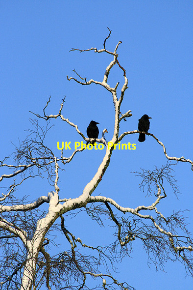 Photo 6"x4" A pair of carrion crows at Linhope Linhope\/NT4001 c2011