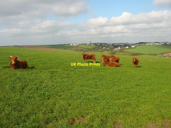 Photo 6"x4" Cattle grazing near Portlemore Barton Combe\/SX7138 c2011