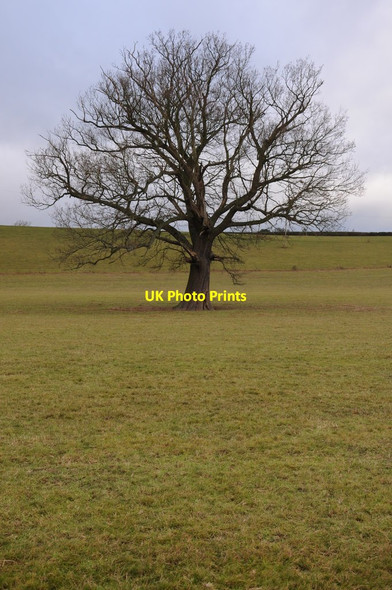 Photo 6"x4" Oak tree Hereford c2011