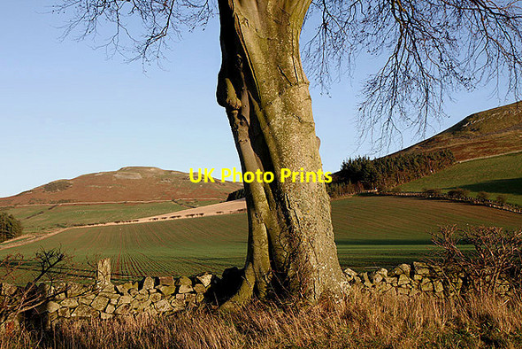 Photo 6"x4" Farmland at Clifton Town Yetholm c2011