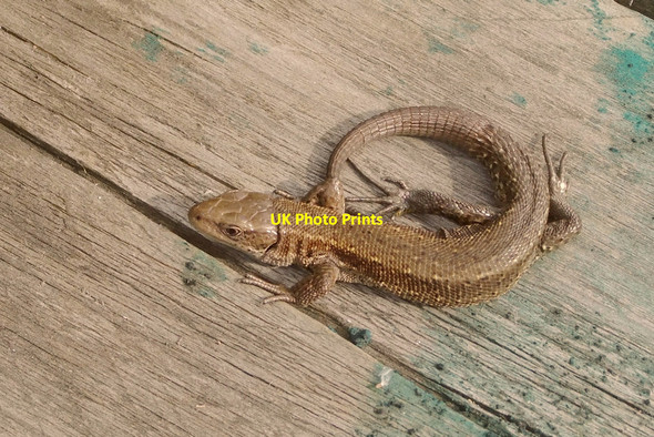 Photo 6"x4" Common Lizard (Lacerta vivipara), Rainham Marshes Wennington\/TQ5480 c2011