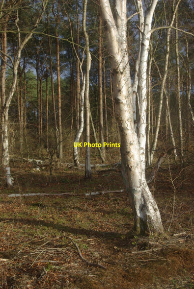 Photo 6"x4" Weststow Heath West Stow c2011 P2