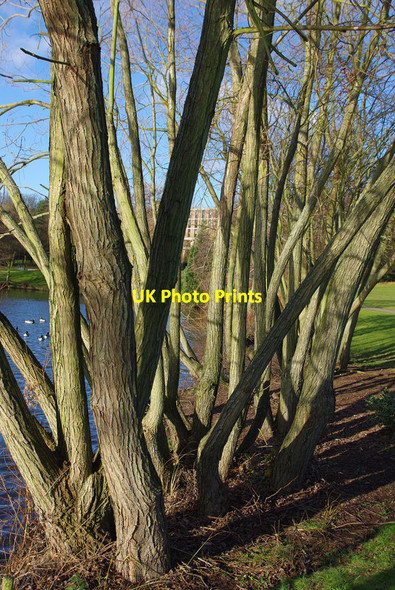 Photo 6"x4" Willows on the bank of the lake at the Vale, Edgbaston Edgbaston c2011