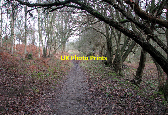 Photo 6"x4" Bentley Lane through Old Hall Wood, Belstead Blacksmith's Corner c2012