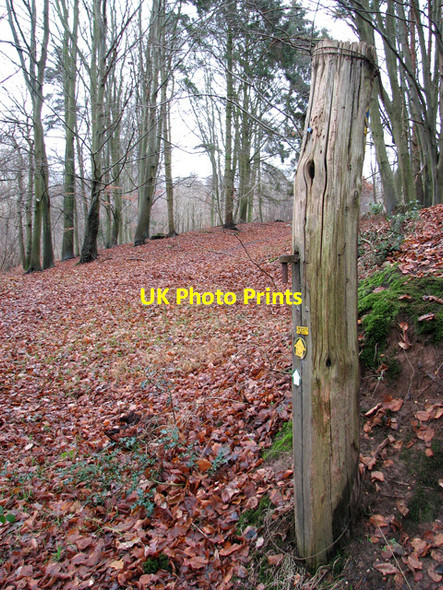 Photo 6"x4" Old gatepost with footpath markers in Old Hall Wood, Belstead Blacksmith's Corner c2012