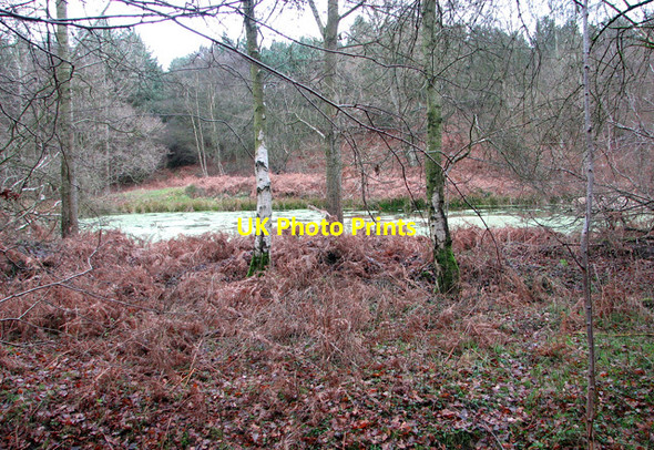 Photo 6"x4" Algae-covered pond on the edge of Clubs Heath, Belstead Blacksmith's Corner c2012