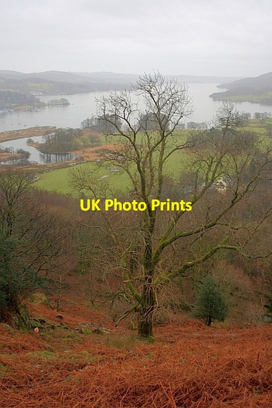 Photo 6"x4" Tree in Gulley Ambleside c2011