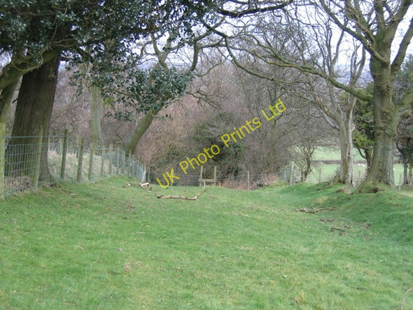 Photo 6"x4" Ancient Trackway below Bryn Golau Pen-y-felin\/SJ1569 c2007