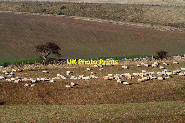 Photo 6"x4" Sheep at Burning Mount, East Lothian East Linton c2012
