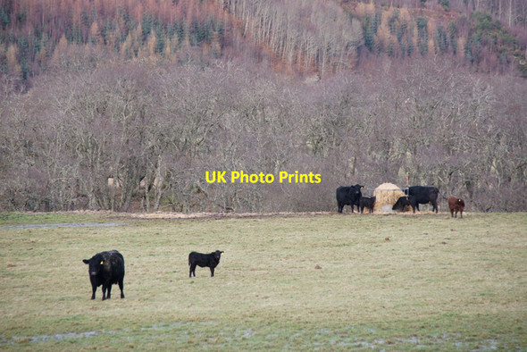 Photo 6"x4" Cattle in Strathglass at Crochail Easter Crochail c2011