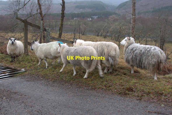 Photo 6"x4" Sheep near Cannich Cannich c2011