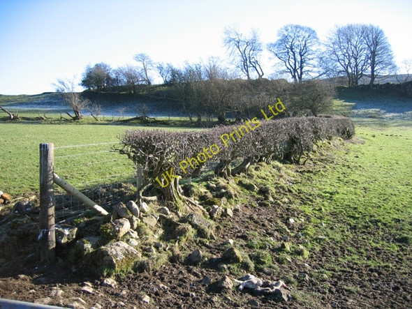 Photo 6"x4" Hedge Line near the Clwydian Way Gwernol c2007