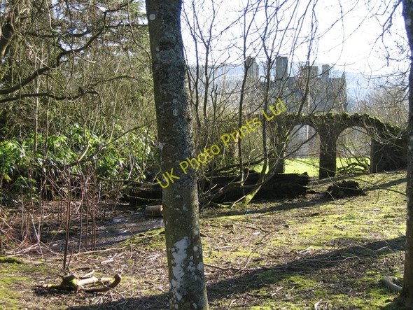 Photo 6"x4" Woodland behind Bodidris Hall Hotel Gwernol c2007