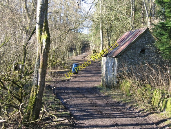 Photo 6"x4" Woodland Track near Bodidris Hall Hotel Gwernol c2007 P1