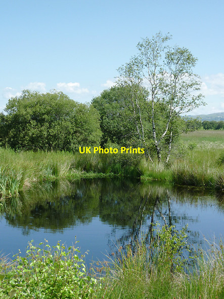 Photo 6"x4" Pool and trees on Cors Caron in July, Ceredigion Tregaron c2011