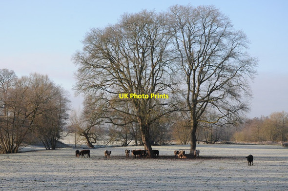 Photo 6"x4" Cattle and trees Tal-y-coed c2012