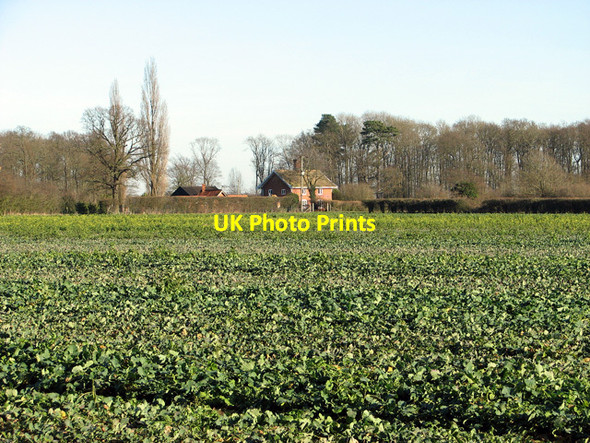 Photo 6"x4" Oilseed rape crop, Easton Easton\/TM2858 c2012
