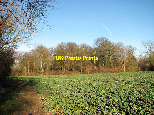 Photo 6"x4" Park Wood, Easton Easton\/TM2858 c2012