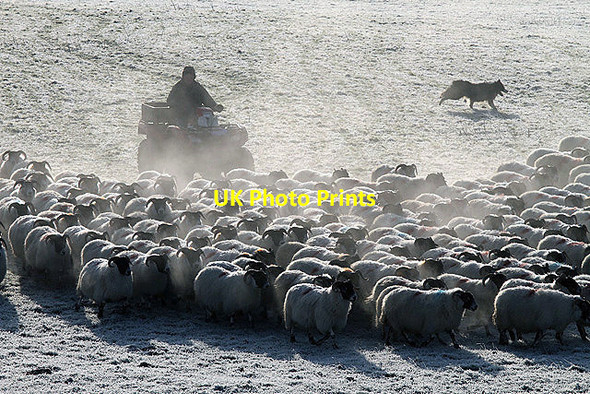 Photo 6"x4" Rounding up the sheep Dryhope c2012