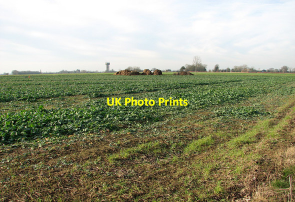 Photo 6"x4" Oilseed rape crop by Moat Farm Chippenhall Green c2012
