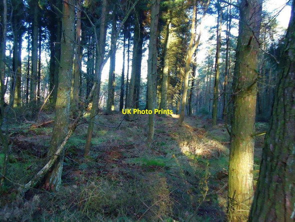 Photo 6"x4" Loanfoot plantation Greenhill\/NS8278 c2012