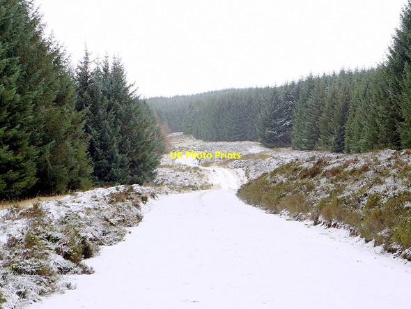 Photo 6"x4" Forest track below Butt Roads Davidson's Burn c2012