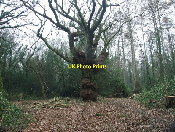 Photo 6"x4" Woodland Clearance, Holt Forest Wigbeth c2012