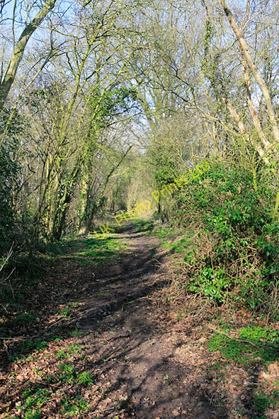 Photo 6"x4" Church Lane approaching Lone Barn House, nr Brown Candover Brown Candover c2007