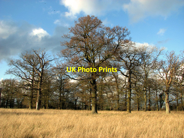 Photo 6"x4" Bare oaks in Elbow Wood, Burstall Burstall c2012