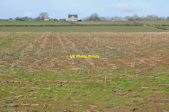 Photo 6"x4" Harvested maize field Millhalf c2012