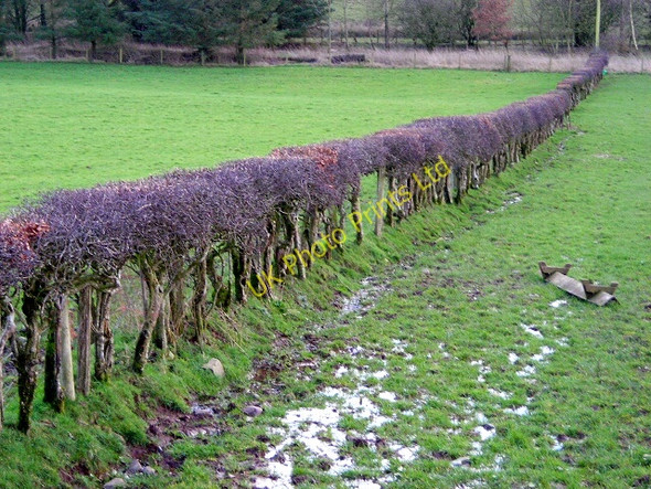 Photo 6"x4" Hedge Near West Lanegate Amisfield c2007