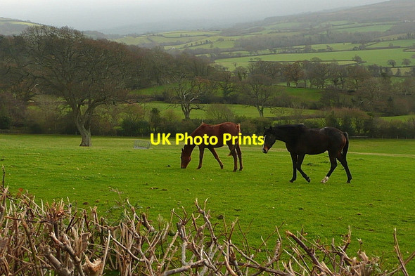 Photo 6"x4" Horses at Selworthy Holnicote c2011