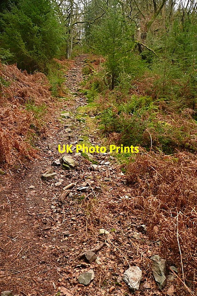 Photo 6"x4" Bridleway through Longcombe Hill Wood Carhampton c2011