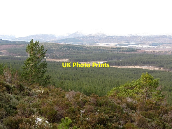 Photo 6"x4" Regenerating pine forest Feshiebridge c2012 P1