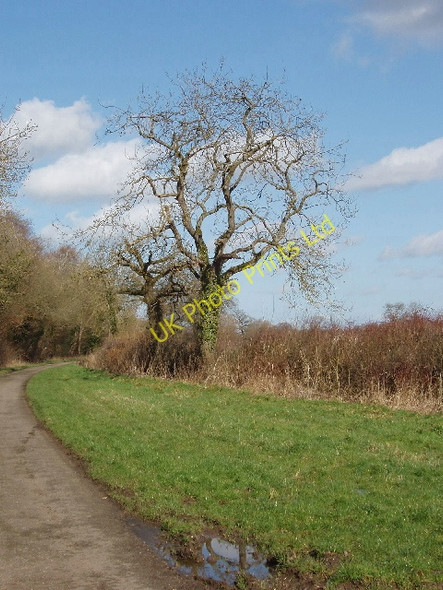 Photo 6"x4" Tree by road verge Bletchingdon c2007