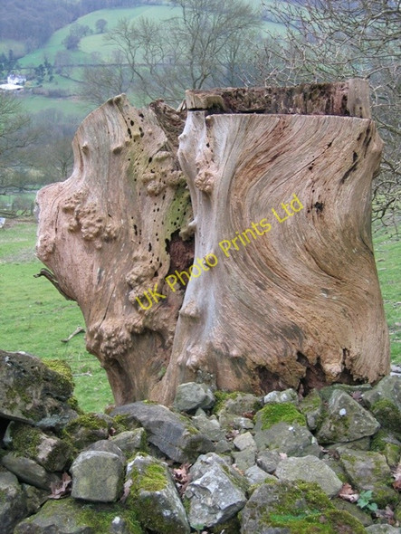 Photo 6"x4" Old Tree Stump by Offas Dyke LDP Bronygarth c2007