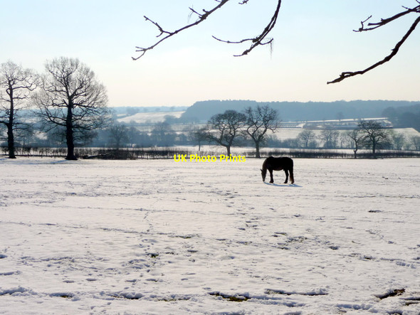 Photo 6"x4" Horse Grazing, Botany Bay, Enfield Botany Bay\/TQ2999 c2012