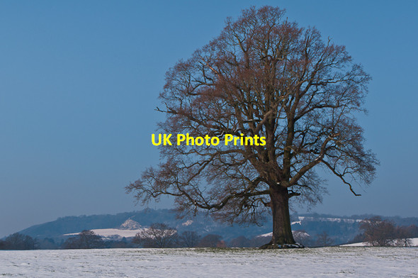 Photo 6"x4" Bare tree  Buckland\/TQ2250 c2012