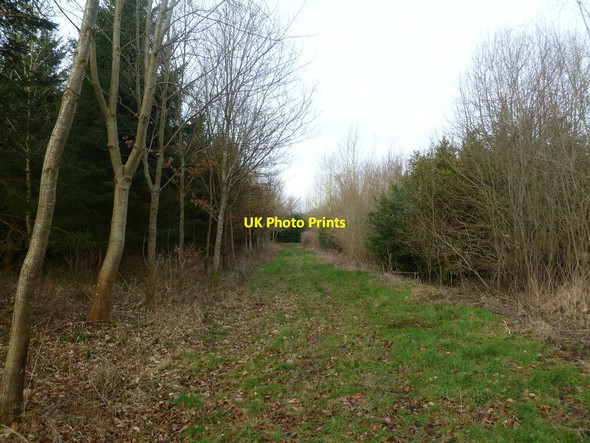 Photo 6"x4" Moor Crichel, forestry track New Town\/ST9907 c2012