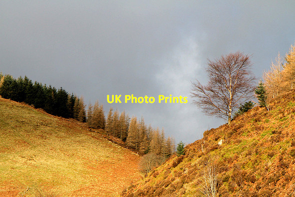 Photo 6"x4" Trees at Bught Rig Dryhope c2012