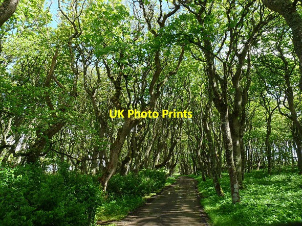 Photo 6"x4" Woodland path in the grounds of The Castle of Mey East Mey c2011