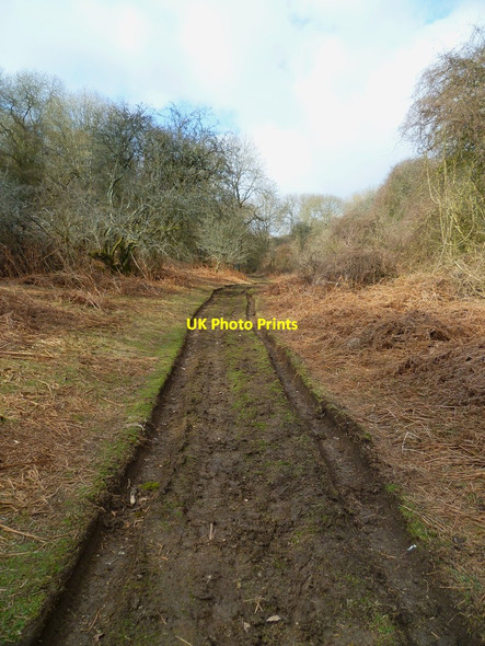 Photo 6"x4" Bridleway through Ashcombe Bottom Plumpton\/TQ3613 c2012