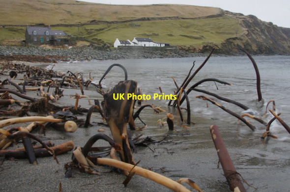 Photo 6"x4" Kelp on Norwick beach Kirkaton c2012