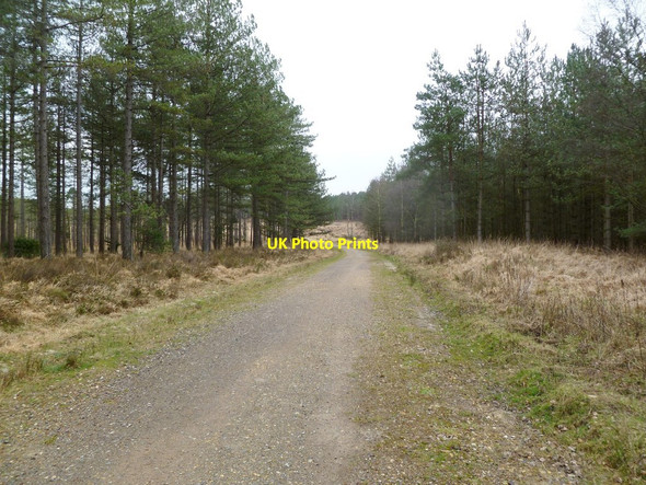 Photo 6"x4" Bloxworth Heath, bridleway Cold Harbour\/SY9089 c2012