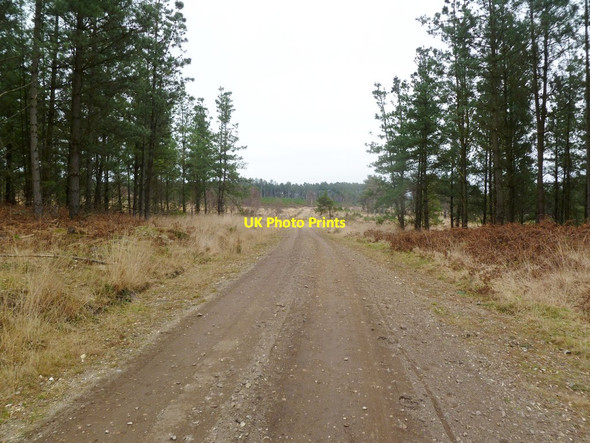Photo 6"x4" Bloxworth Heath, forestry road Cold Harbour\/SY9089 c2012