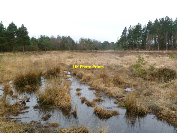 Photo 6"x4" Bloxworth Heath, boggy grassland Cold Harbour\/SY9089 c2012