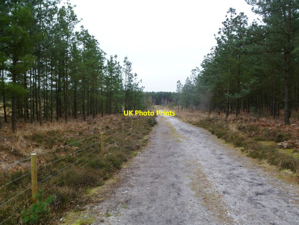 Photo 6"x4" Bloxworth Heath, Wareham Forest Way Cold Harbour\/SY9089 c2012