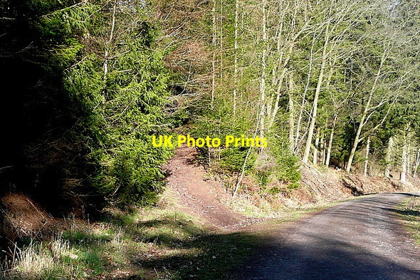 Photo 6"x4" Tracks in Llanthony Wood Llanthony c2012